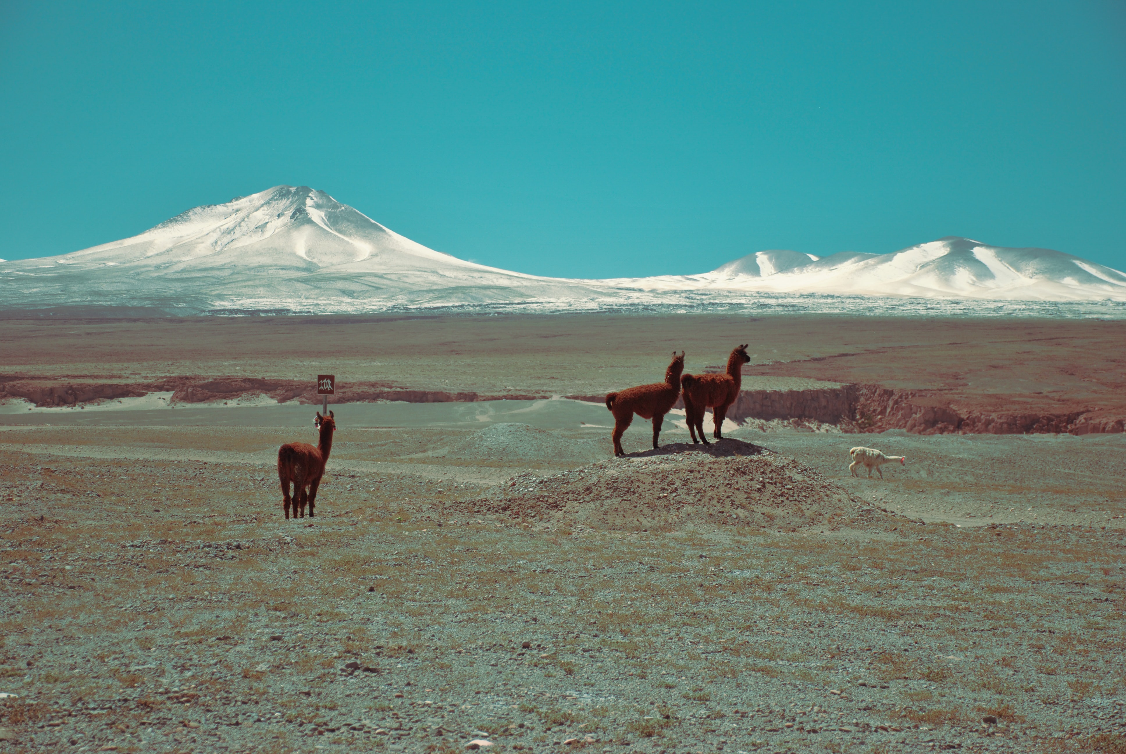 Alpacas